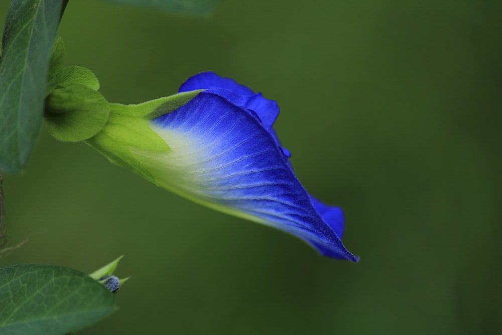 a blue flower with green leaves in the background