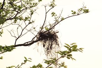 A serene image of a bird's nest dish served elegantly.