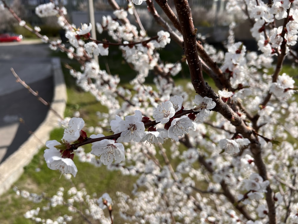 a tree with white flowers near a street