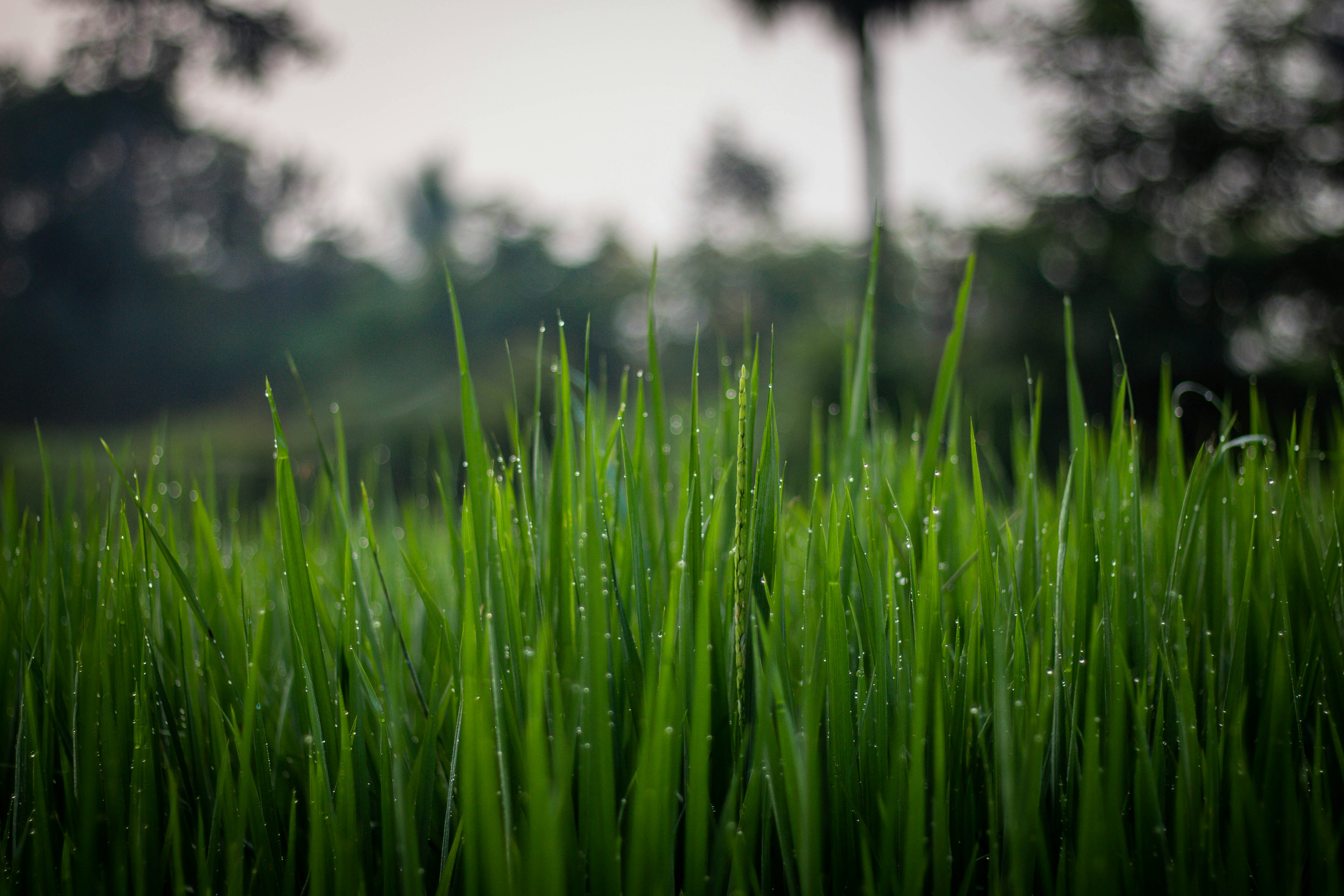 Photo by adityaaurodipta