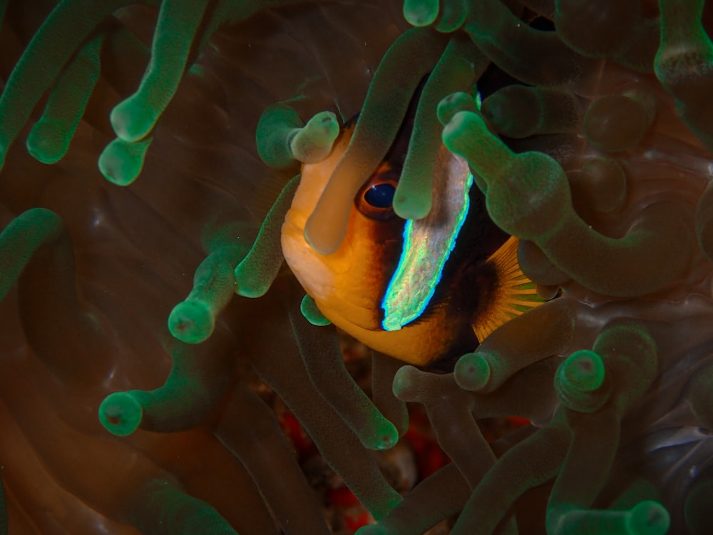 an orange and blue clown fish hiding in an sea anemone
