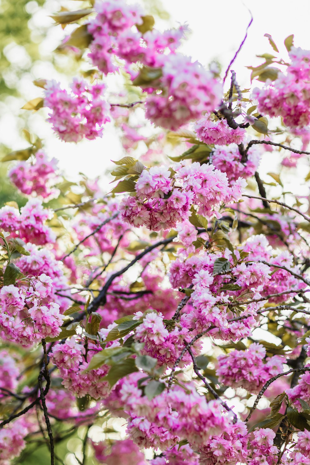 a bunch of pink flowers that are on a tree