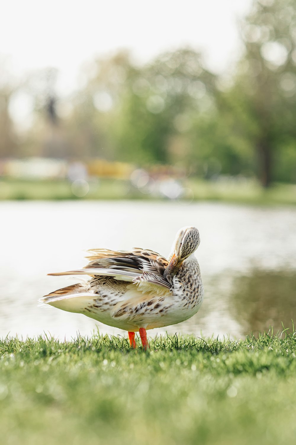 a bird standing on top of a lush green field