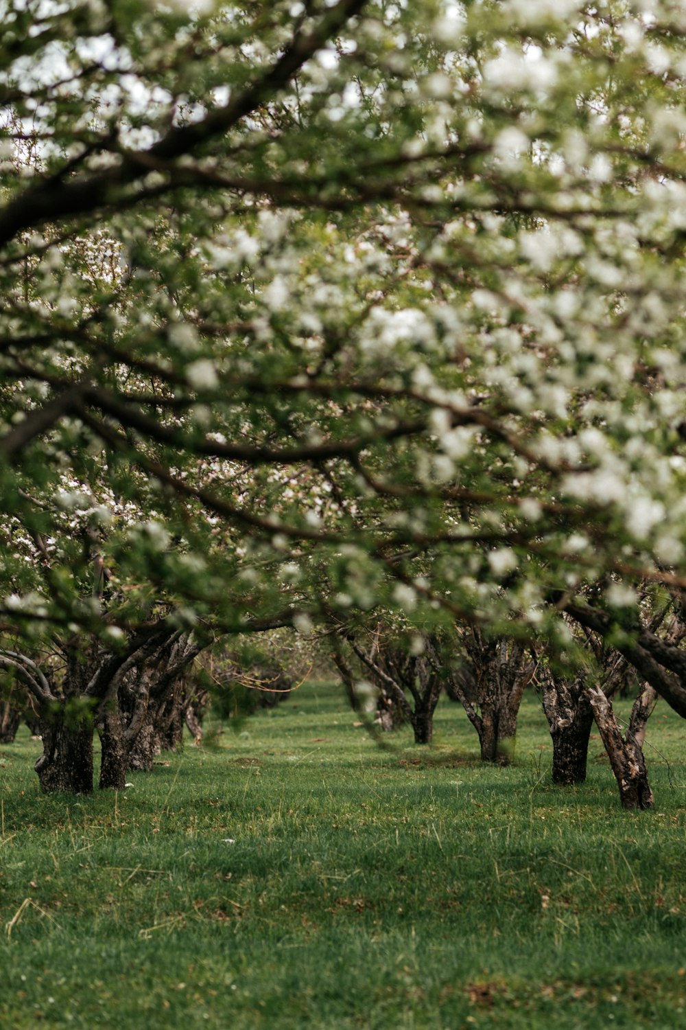 a row of trees with white flowers on them