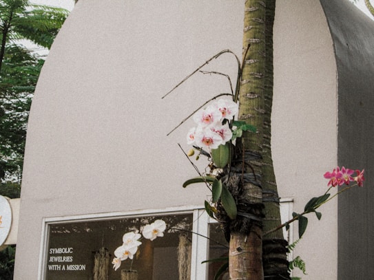 A blooming orchid plant with pink and white flowers is growing around a palm tree in front of a building with a simple, light-colored facade. A window is visible in the background, displaying a sign that reads 'SYMBOLIC JEWELRIES WITH A MISSION'. The setting seems lush with greenery, indicating an outdoor location.