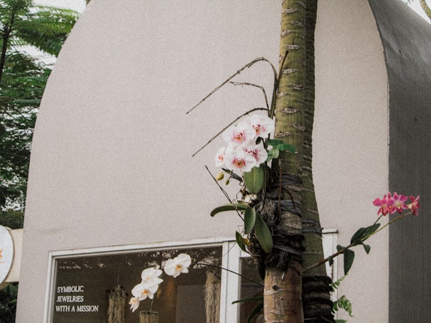 A blooming orchid plant with pink and white flowers is growing around a palm tree in front of a building with a simple, light-colored facade. A window is visible in the background, displaying a sign that reads 'SYMBOLIC JEWELRIES WITH A MISSION'. The setting seems lush with greenery, indicating an outdoor location.