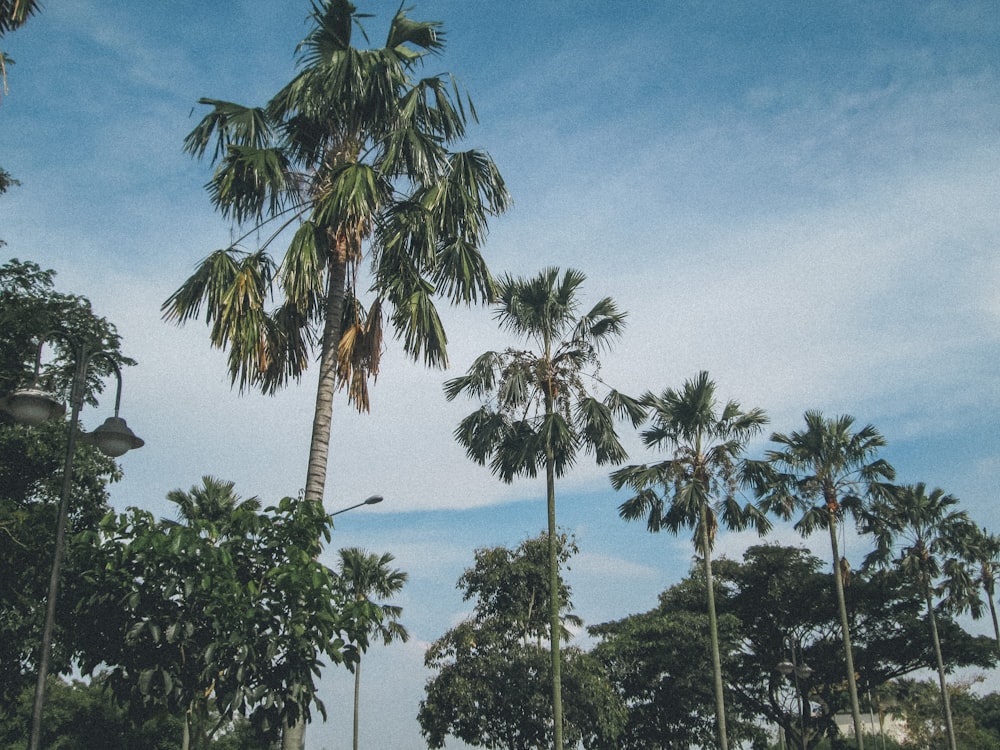 a group of palm trees standing next to each other