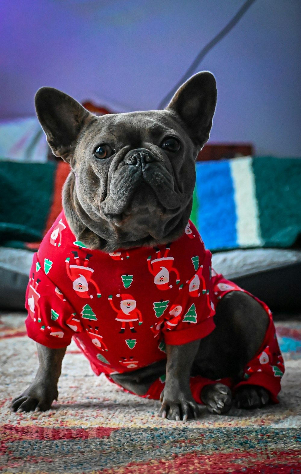 a french bulldog wearing a red christmas sweater