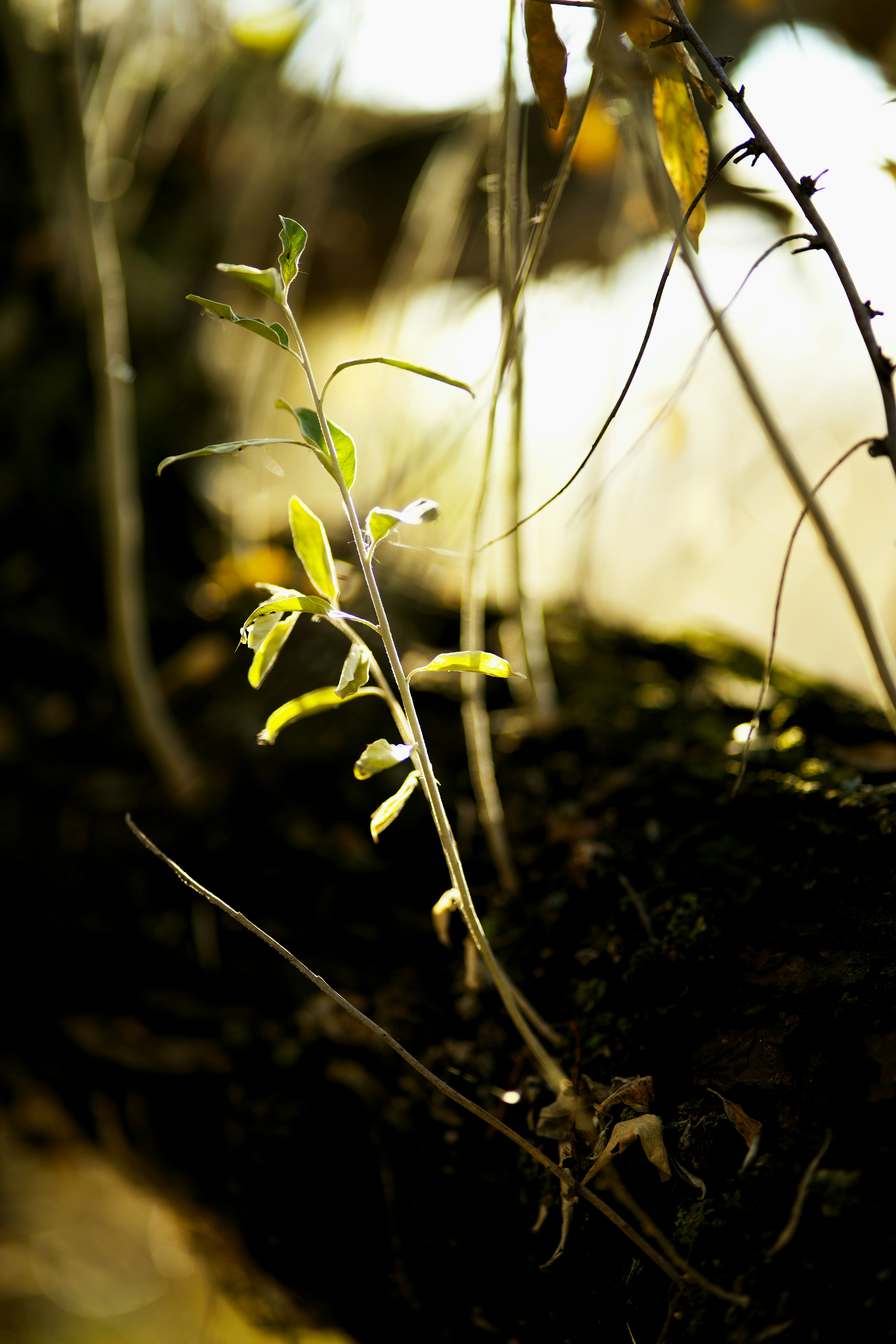 Photo by koshiera