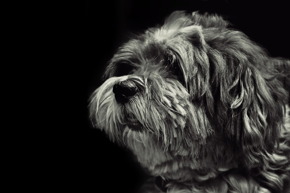 uma foto em preto e branco de um cão desgrenhado