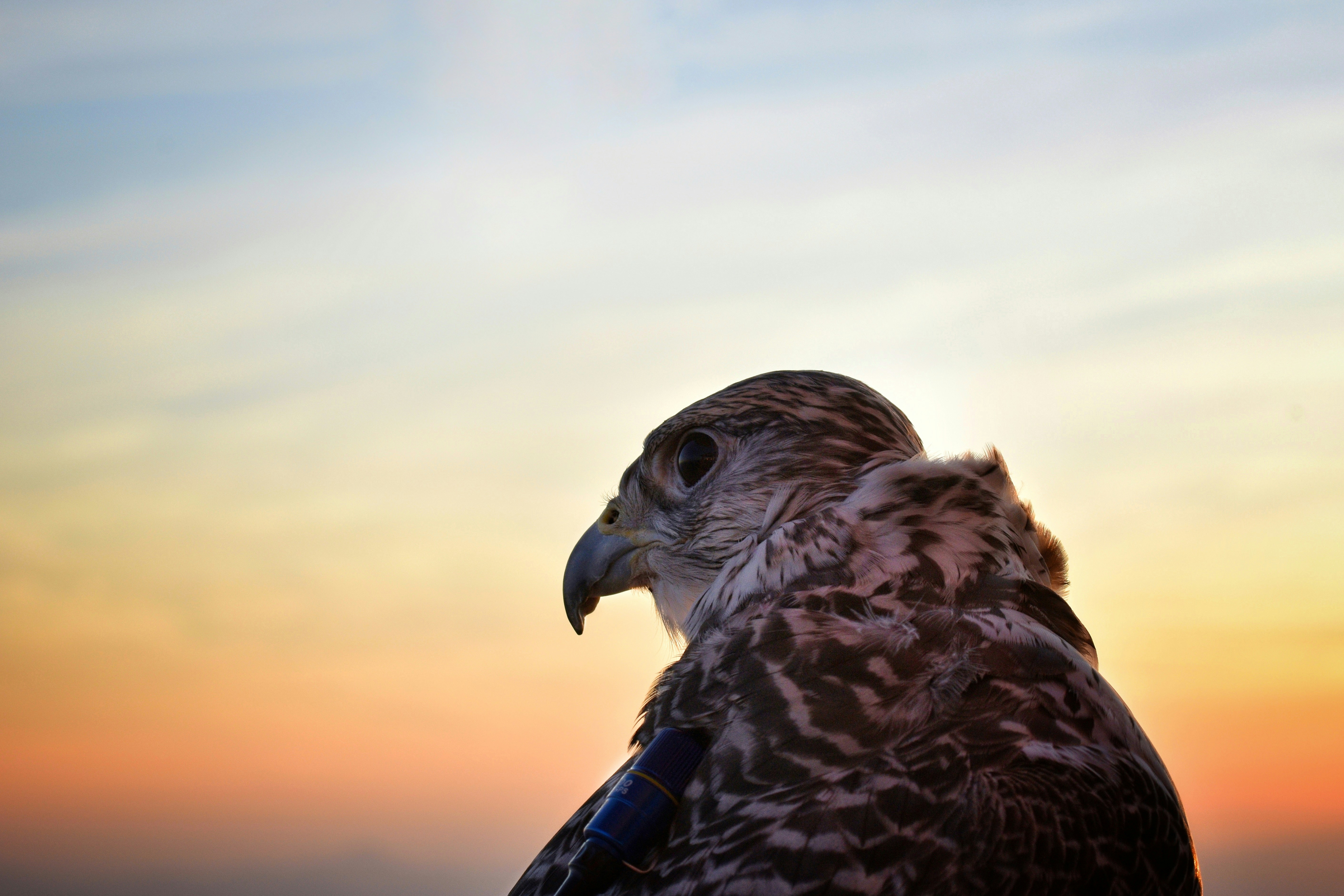 Photo by devansh_299