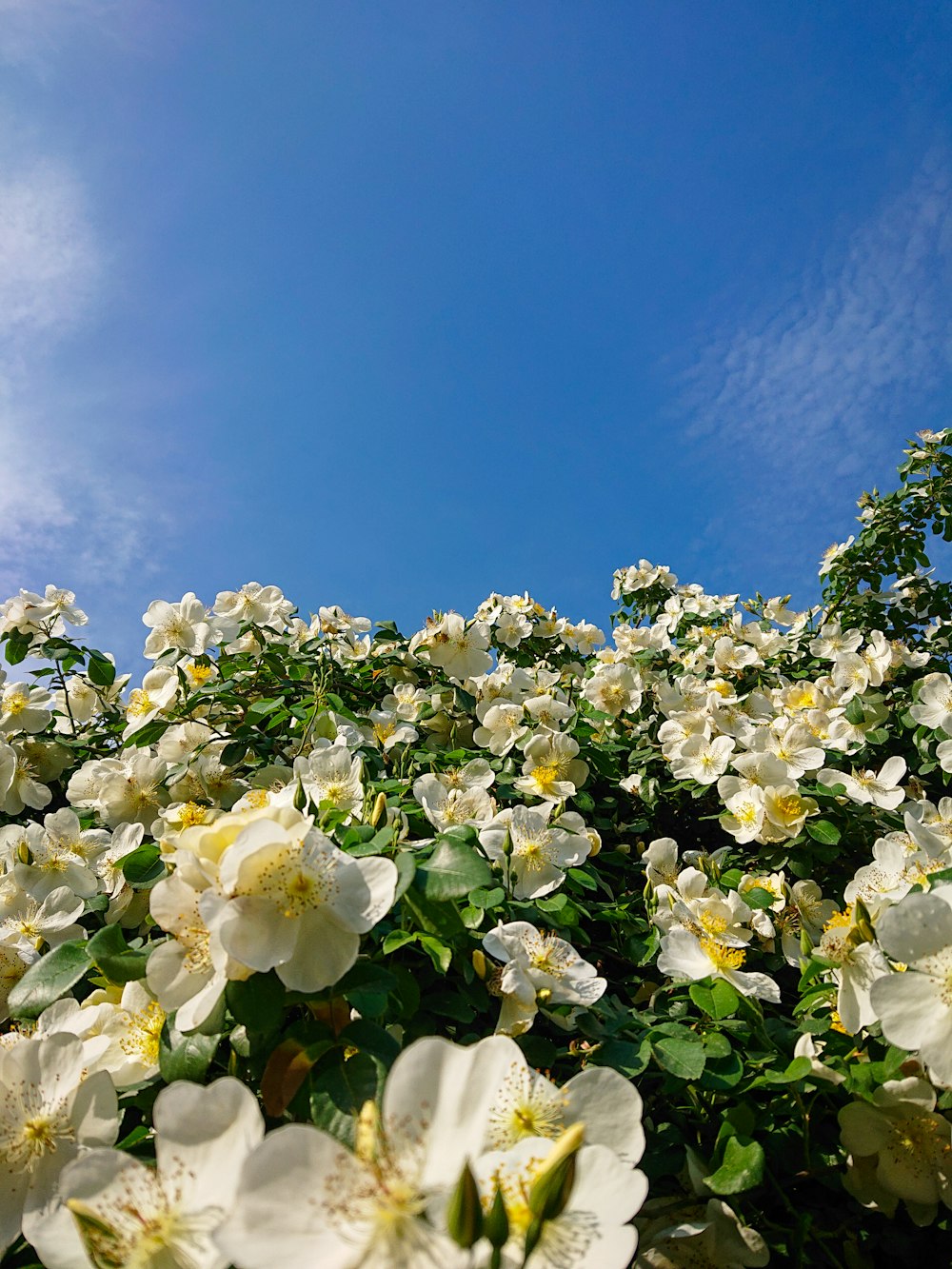 a field full of white flowers under a blue sky