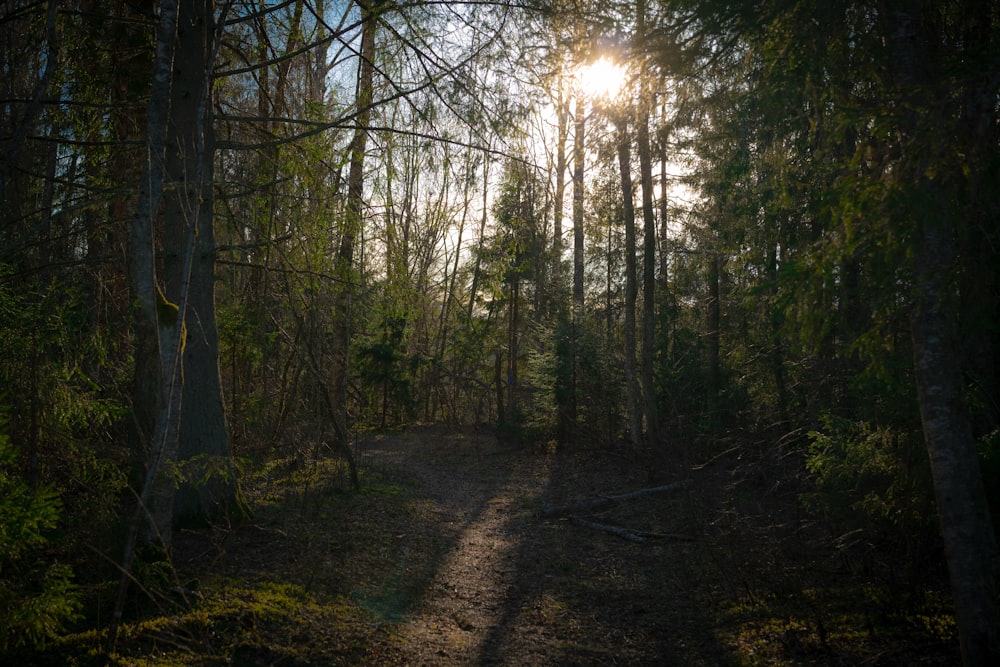 Le soleil brille à travers les arbres dans les bois