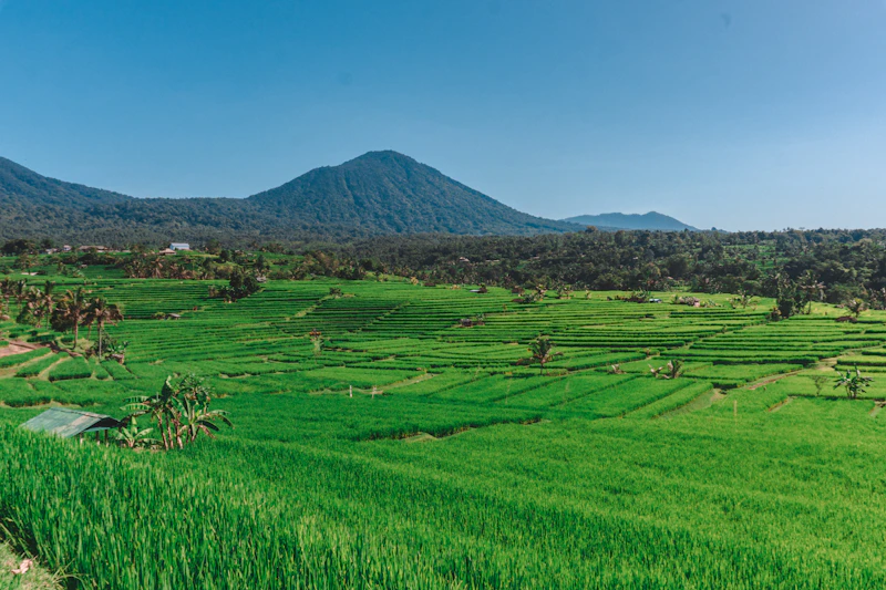 Green rice fields stretching toward a volcano under a blue sky