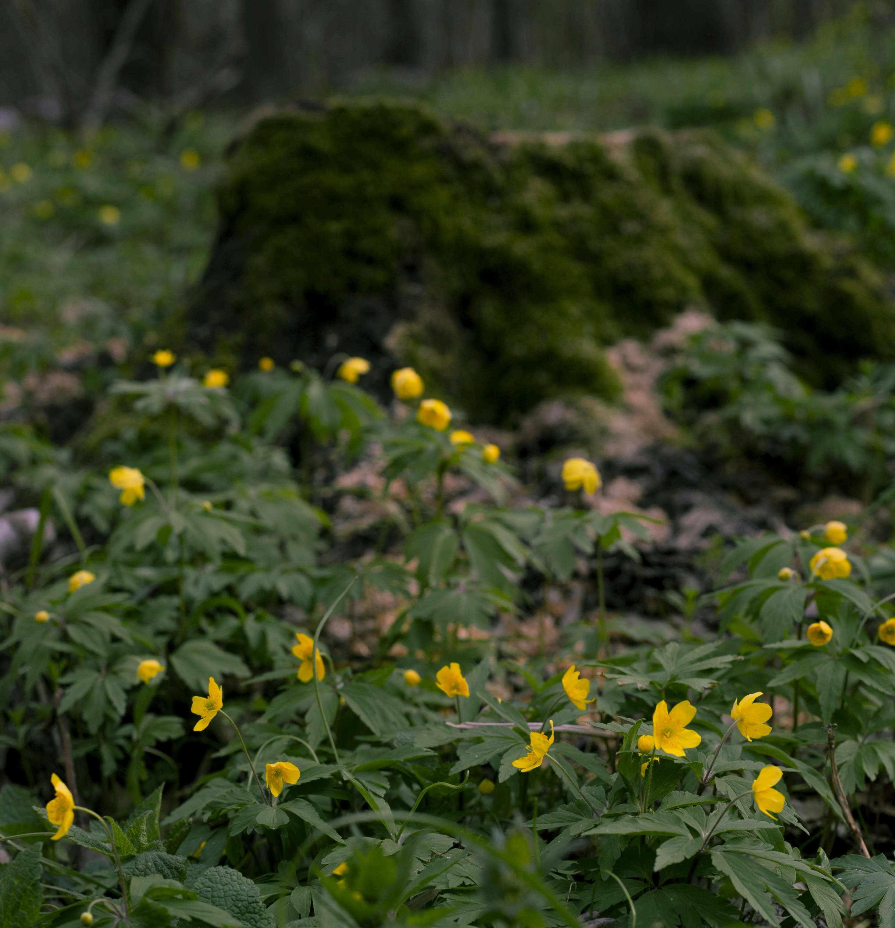 a bunch of flowers that are in the grass