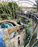 An indoor setting featuring a large, glass-covered walkway where people are observing a habitat that includes a small pool of water. Lush greenery surrounds the area, with tall trees and various plants. Multiple visitors are seen exploring the environment from both the ground level and the elevated pathway. The atmosphere is vibrant and alive with natural elements integrated into the architecture.