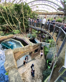 An indoor setting featuring a large, glass-covered walkway where people are observing a habitat that includes a small pool of water. Lush greenery surrounds the area, with tall trees and various plants. Multiple visitors are seen exploring the environment from both the ground level and the elevated pathway. The atmosphere is vibrant and alive with natural elements integrated into the architecture.