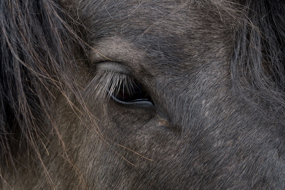 a close up of a black horse's eye