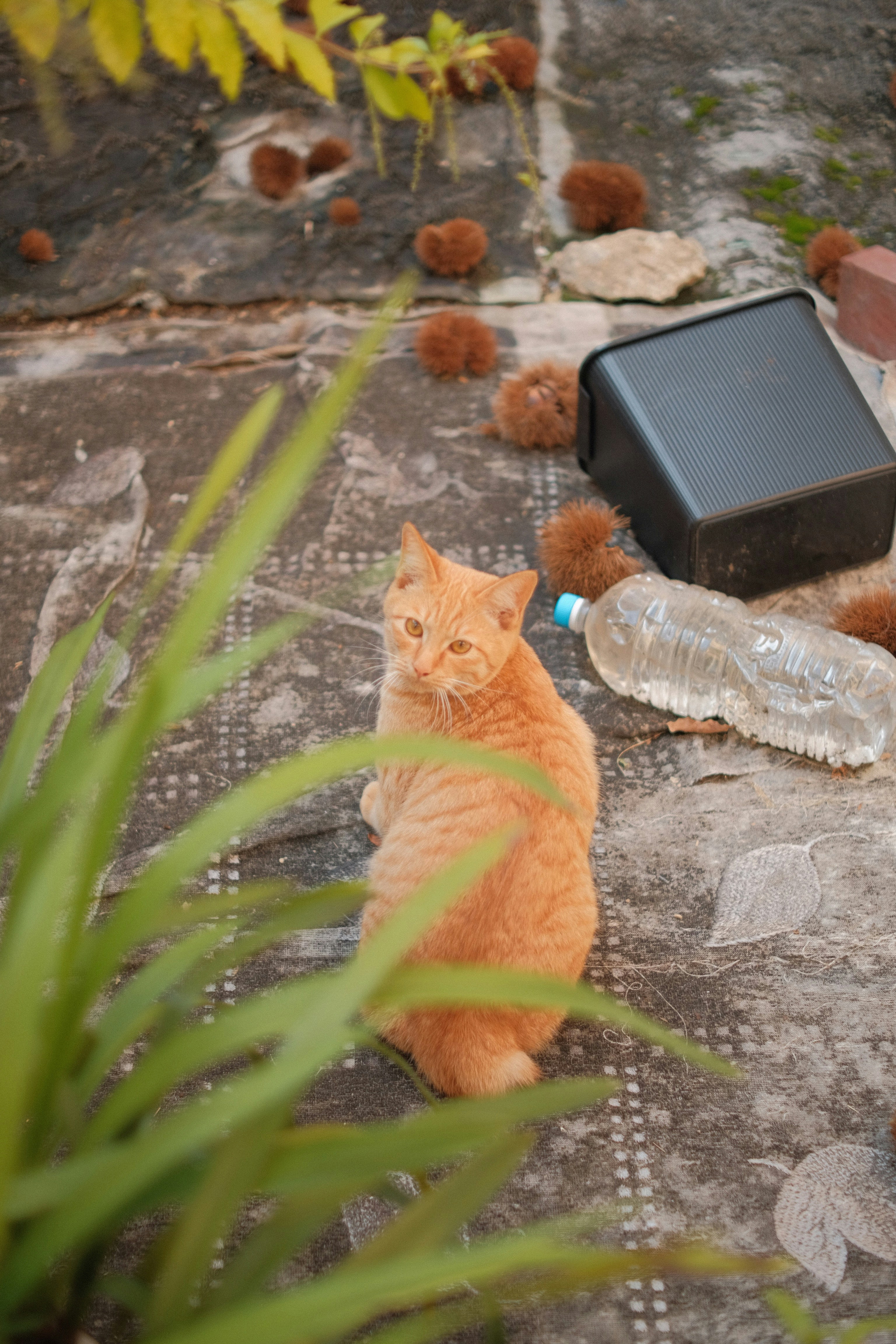 an orange cat sitting on a rock next to a speaker