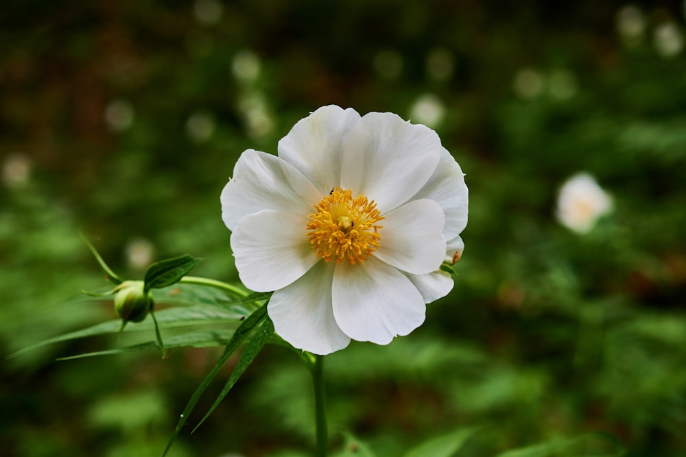 eine einzelne weiße Blume mit gelbem Zentrum