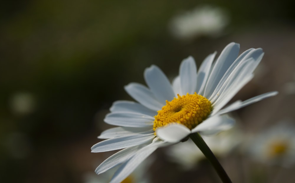 a close up of a white flower with yellow center