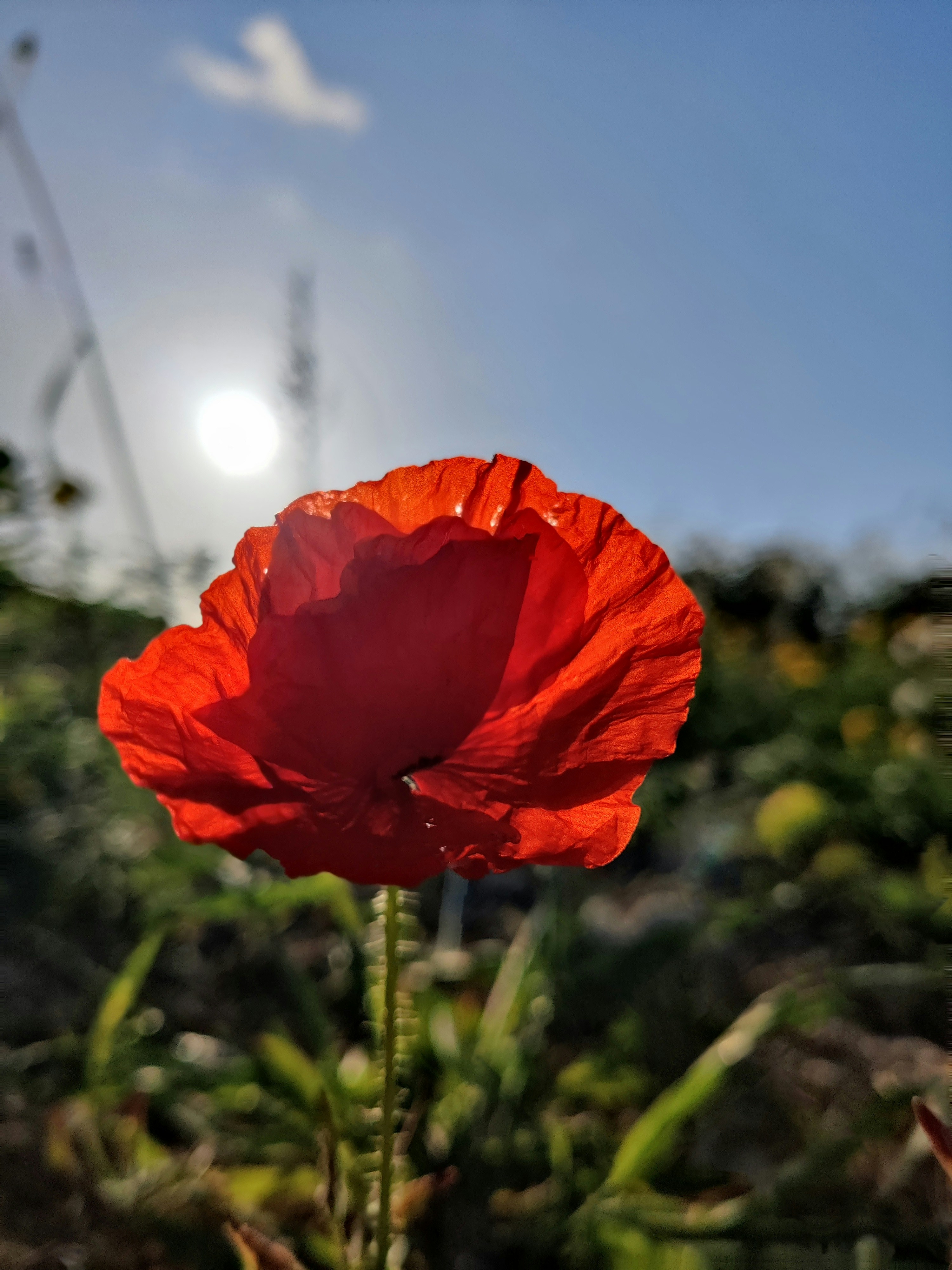 #flowerstagram #natgeo #nature_of_our_world #worlds_beautiful_photos #weekly_feature #great_captures_hdr #fx_hdr #mobile_hdr #clouds_of_our_world #beautiful #landscape #picoftheday #happiness #goodmorning #goodvibes #positivevibes #coquelicot #morning #instanature #naturegram #naturelove #springvibes #redflowers #perfect #flowerpower #enjoylife #colorphotography #beautyofflowers #nature_perfection #poppy #naturelovers #strong #flower #mohnblume #stones #insta #flowerandstones #flowers #colorphoto #strongflower #naturephotography #sky #earth #love #nature