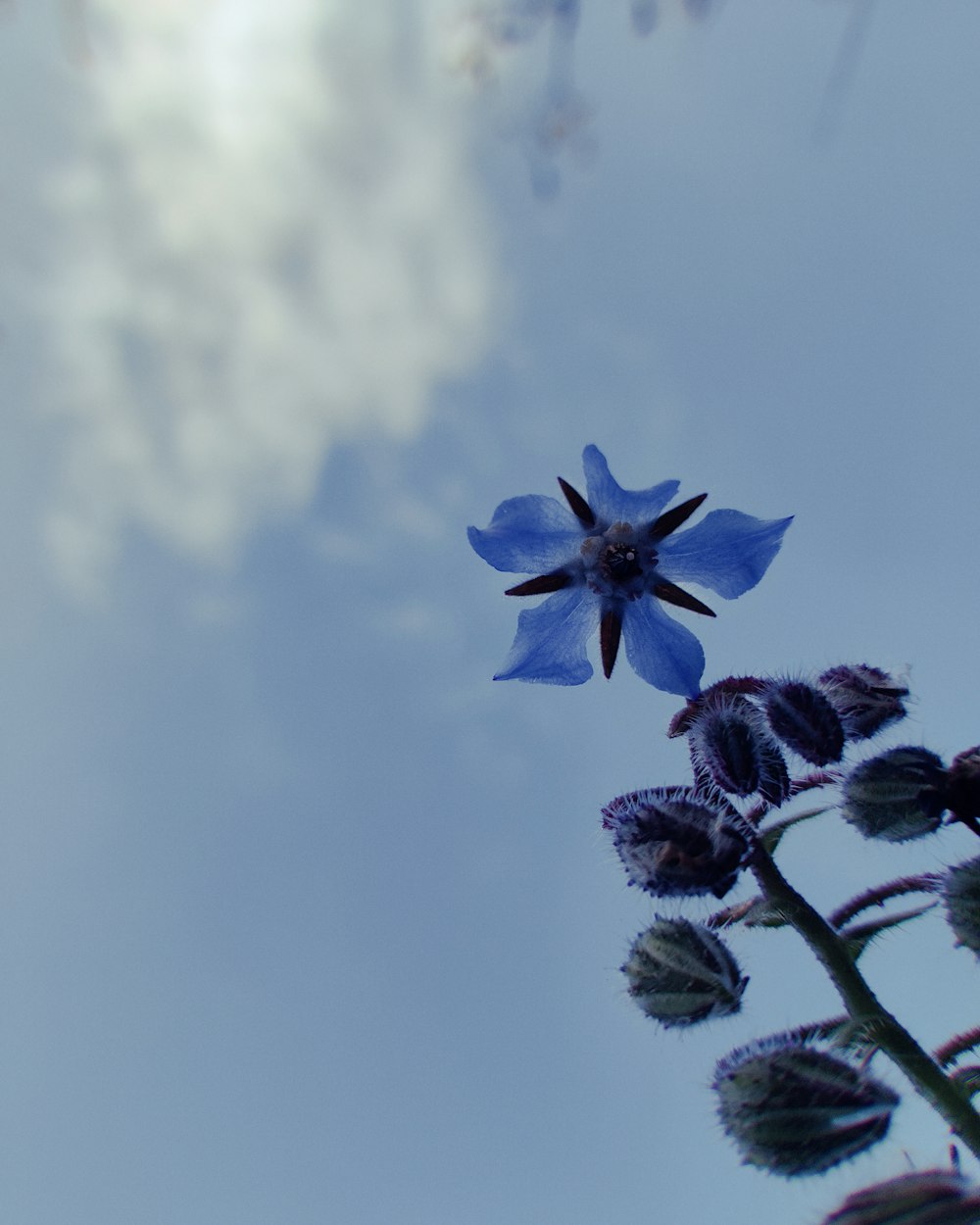 a blue flower in the middle of a blue sky