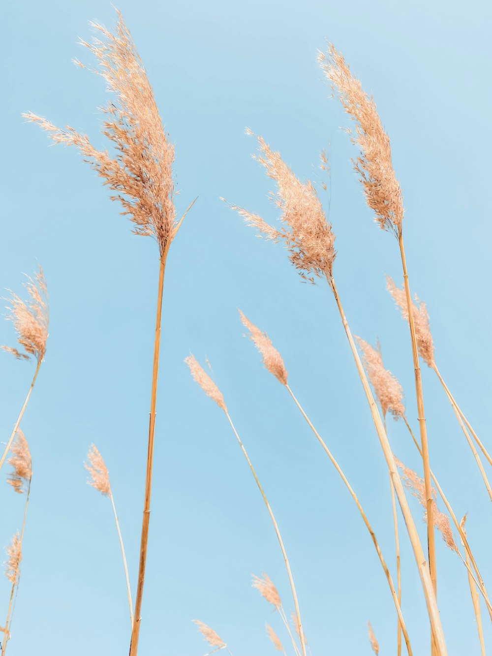 a close up of a plant