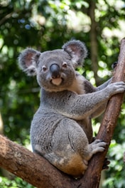 a koala is sitting on a tree branch