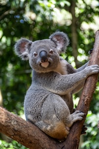 a koala is sitting on a tree branch