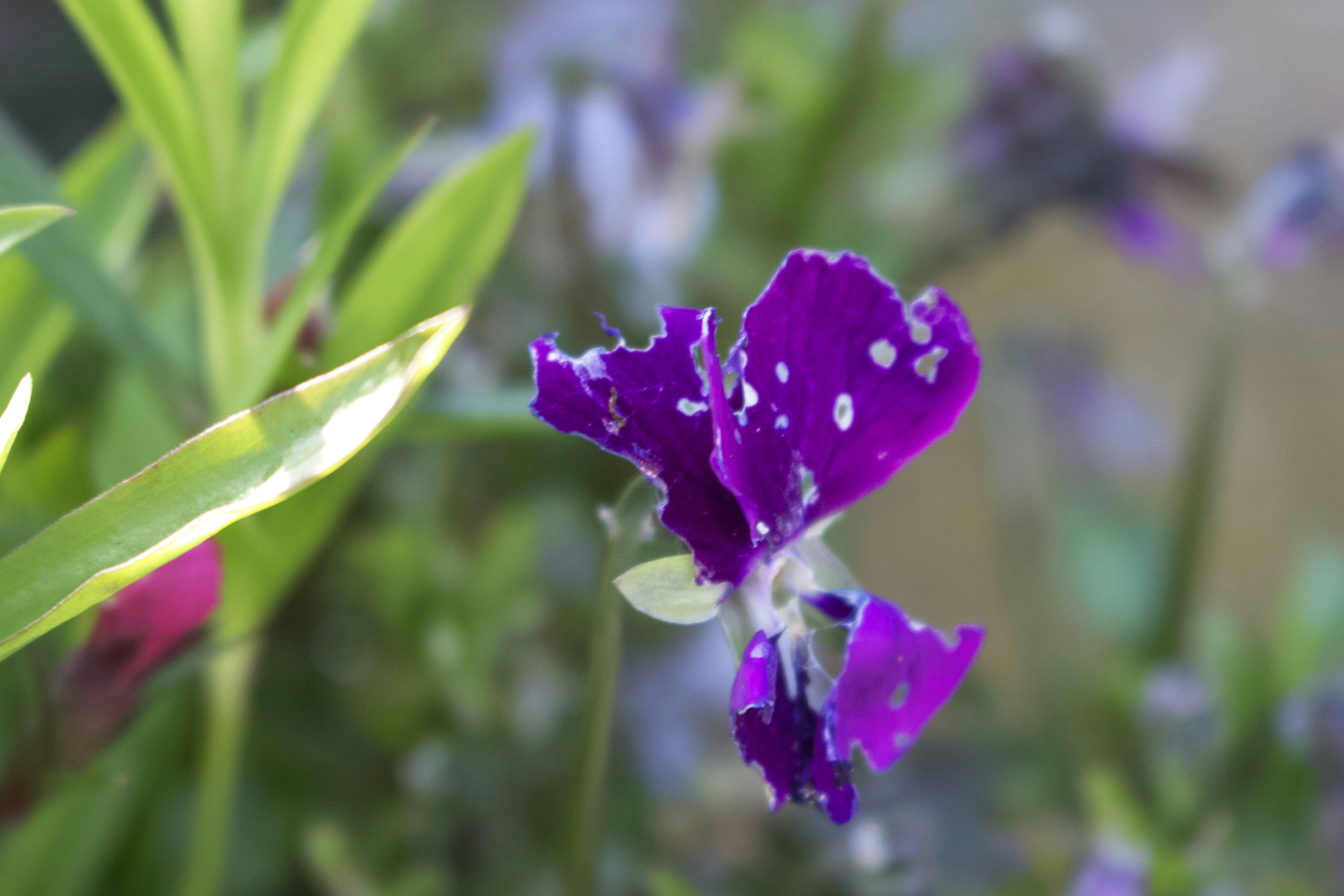 A purple flower with white spots on it photo Free Flower Image on