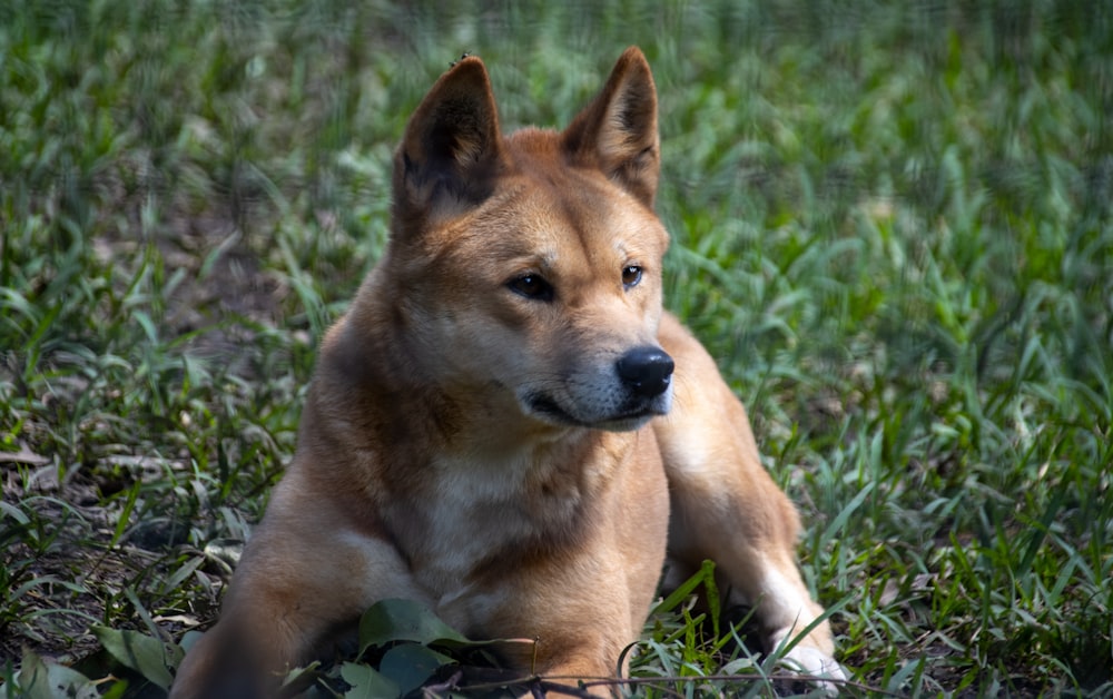 a brown dog laying on top of a lush green field