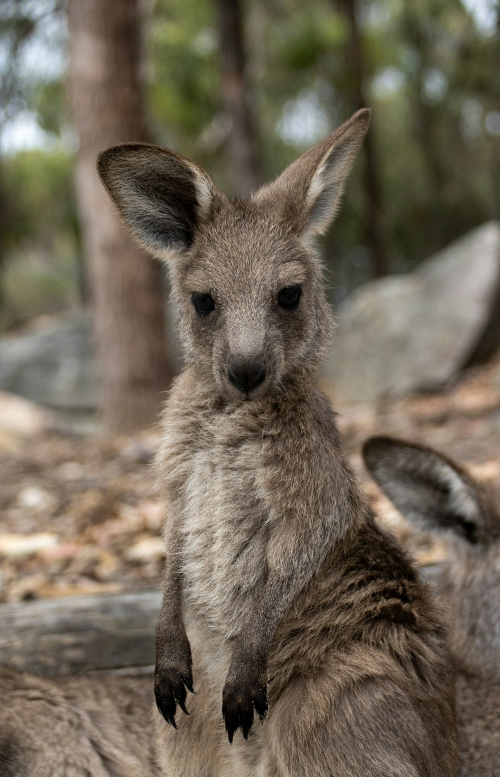 a baby kangaroo standing on its hind legs
