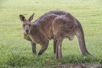 a kangaroo standing in the grass with its mouth open