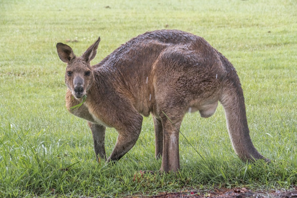 a kangaroo standing in the grass with its mouth open