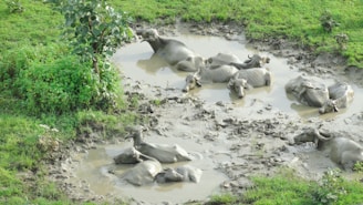 A watering trough filled with fresh water surrounded by content buffaloes.