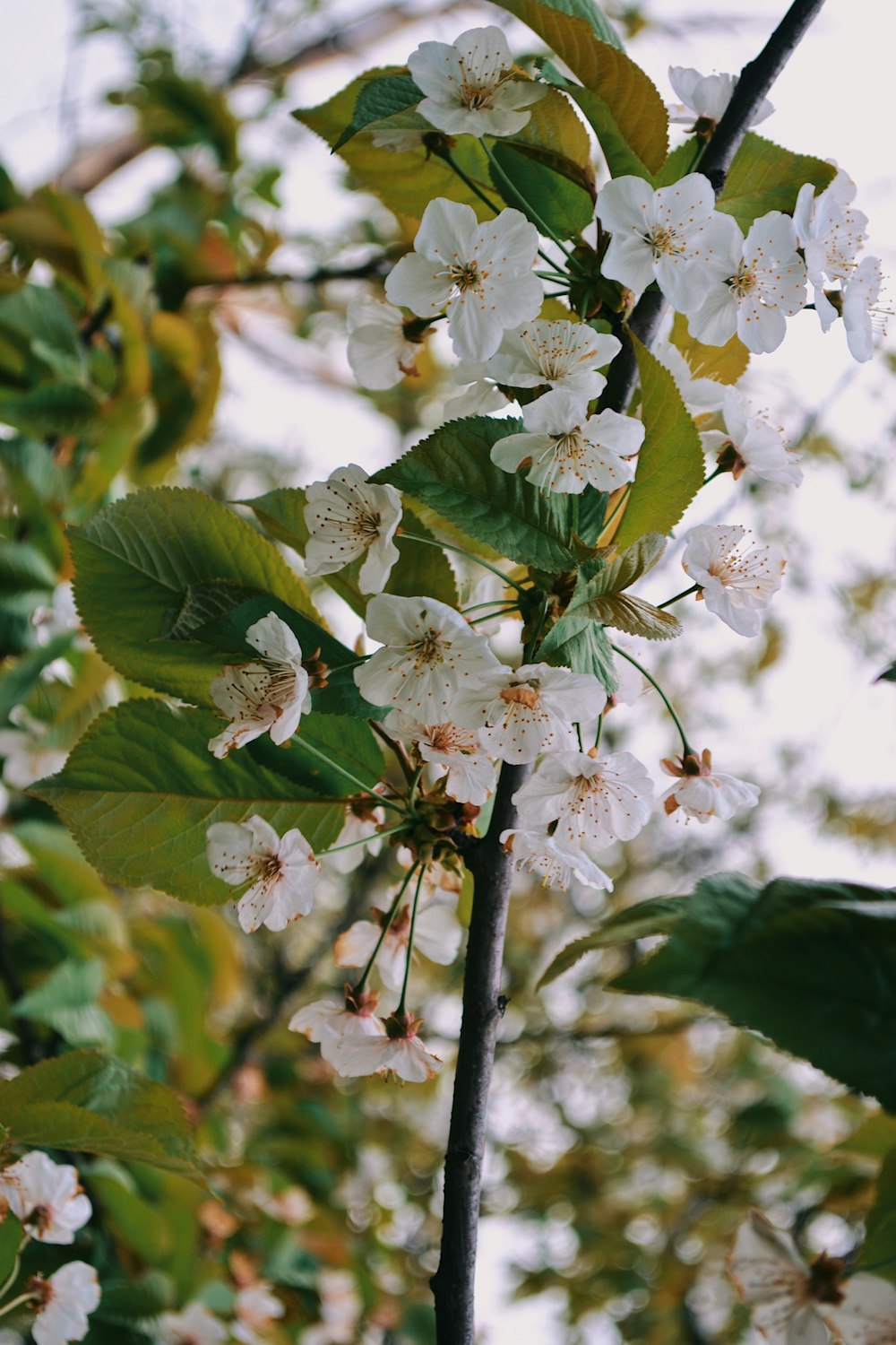 a branch with white flowers and green leaves