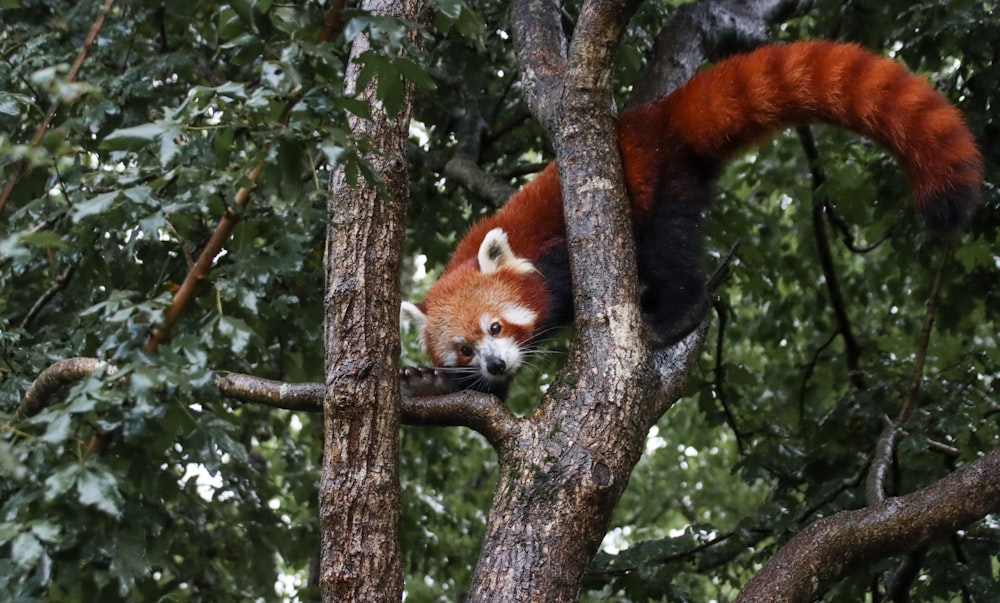 a red panda climbing up a tree branch