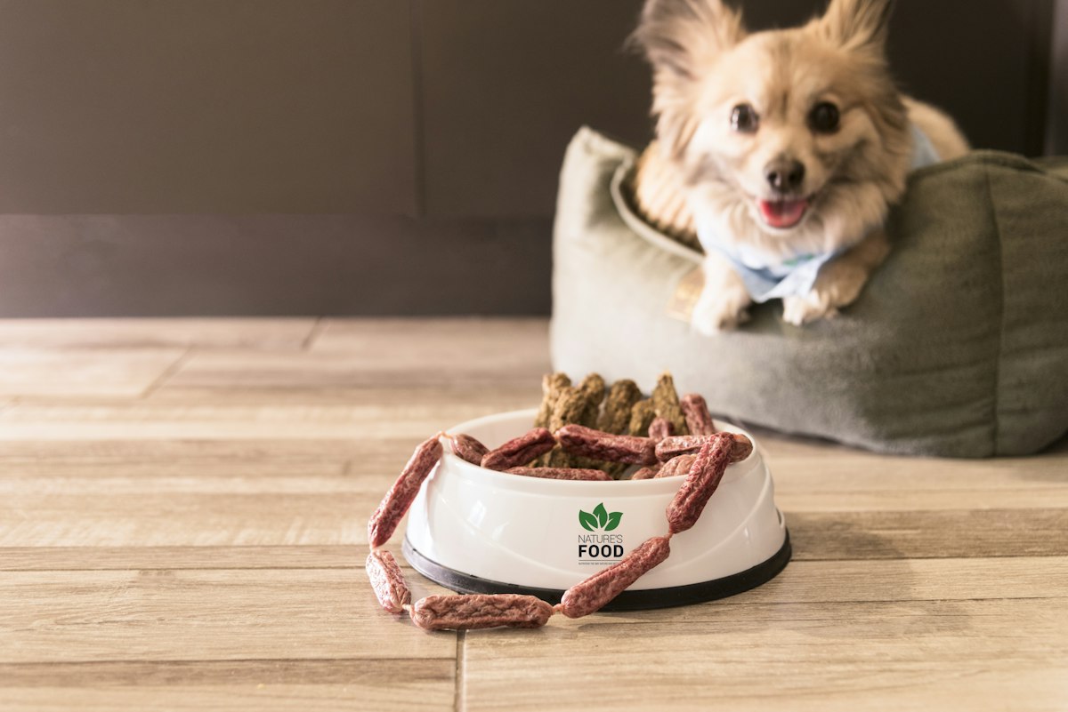Dog resting in a bed next to a food bowl - comfortable feeding setup for senior dogs
