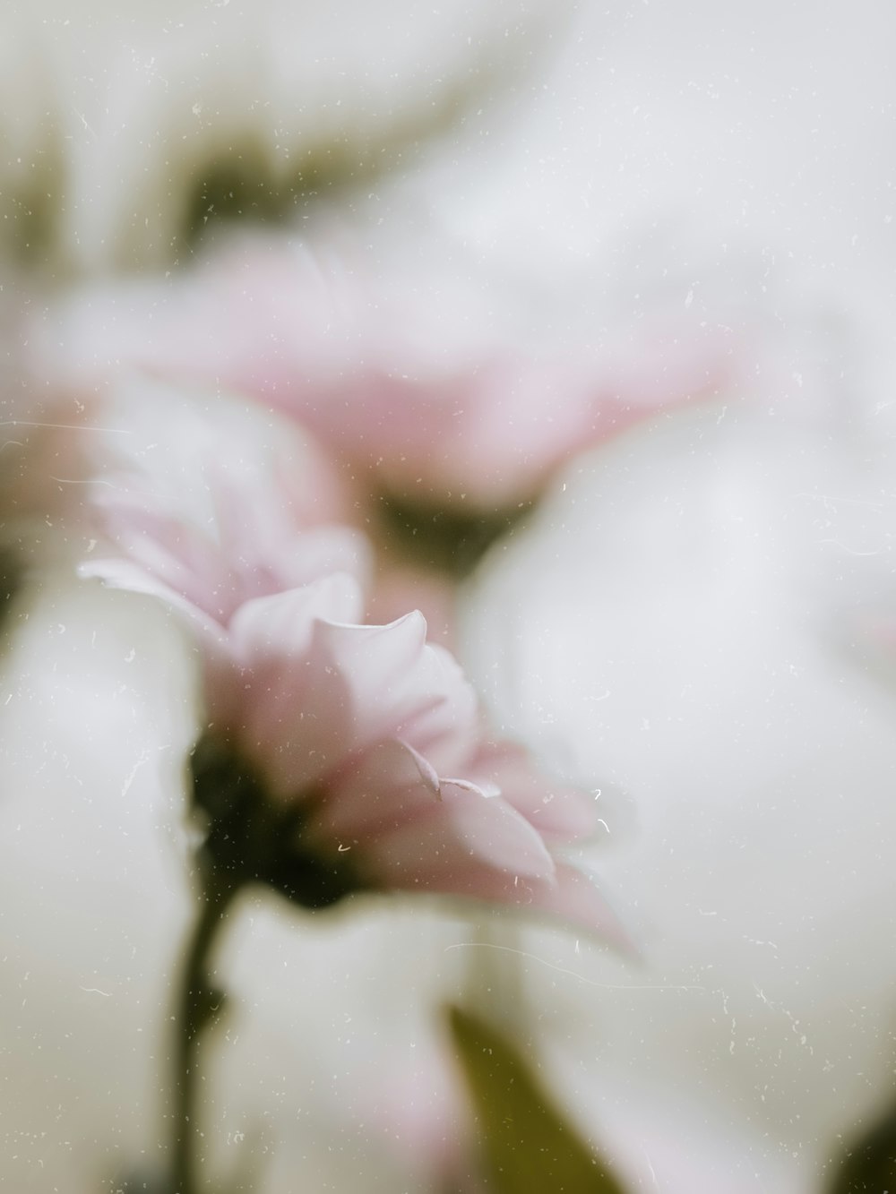 a blurry photo of pink flowers in a vase