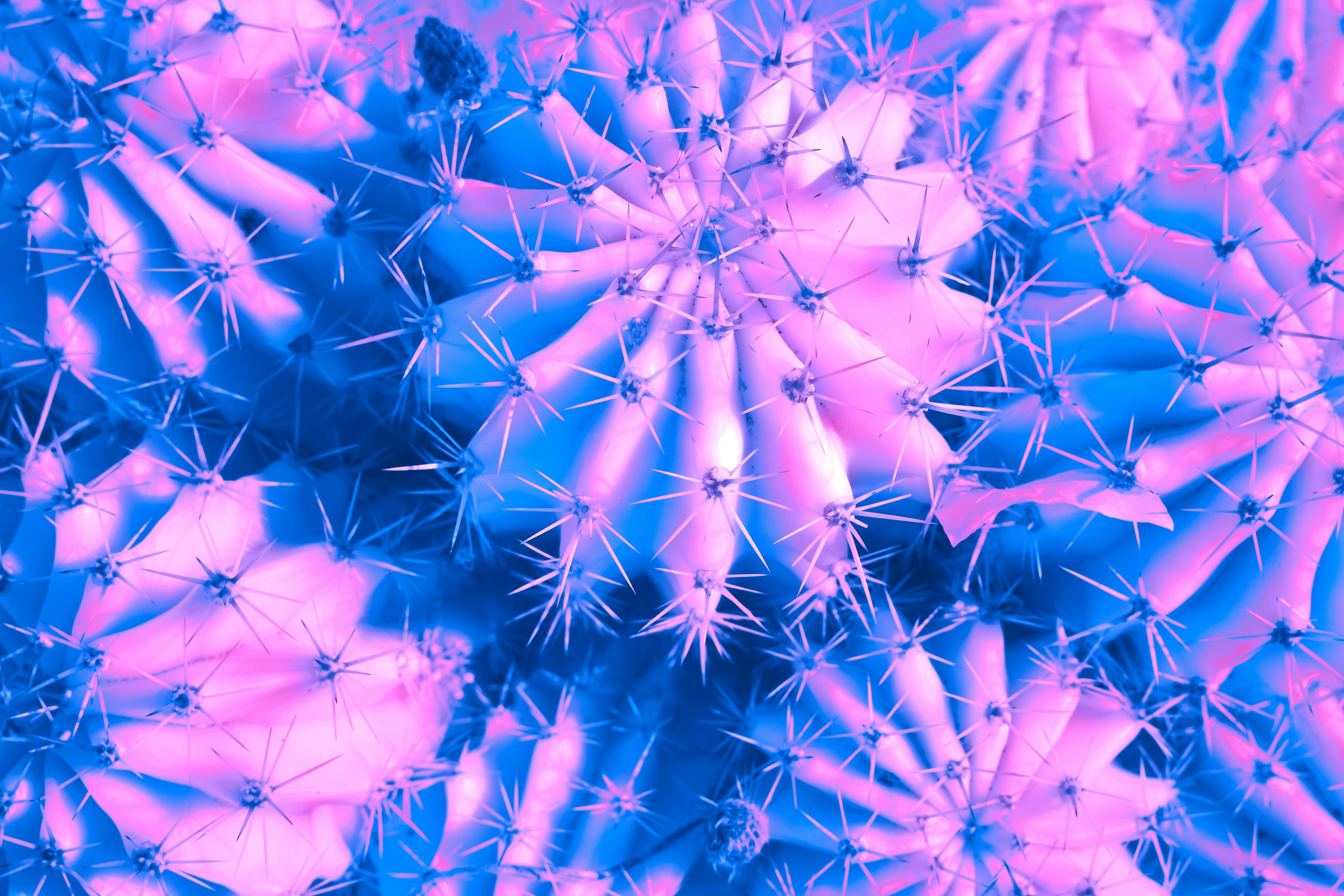 Photo by wolfgang_hasselmann