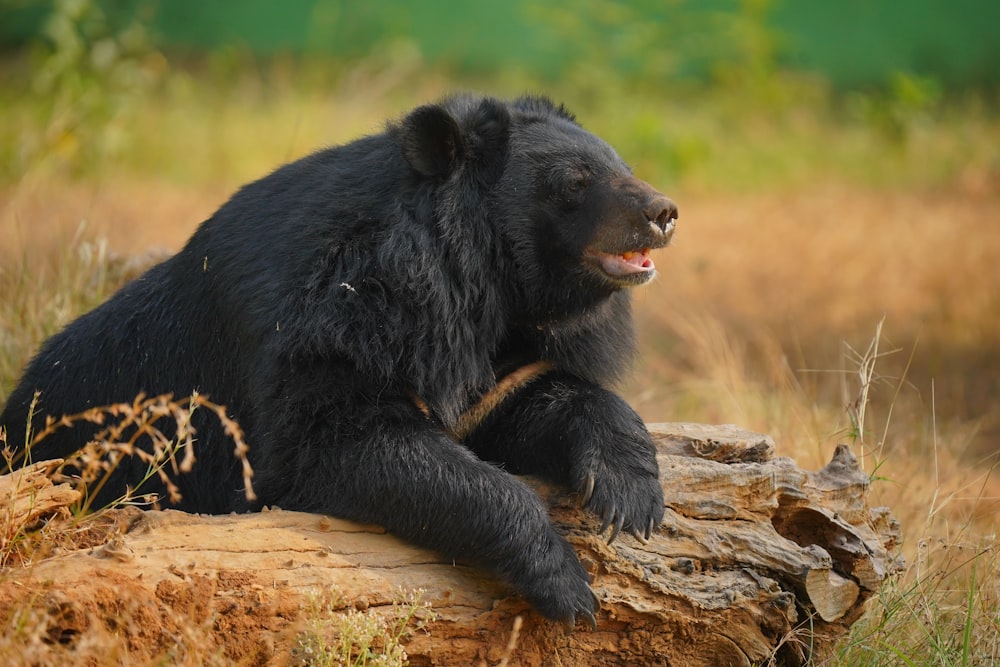 a large black bear sitting on top of a log