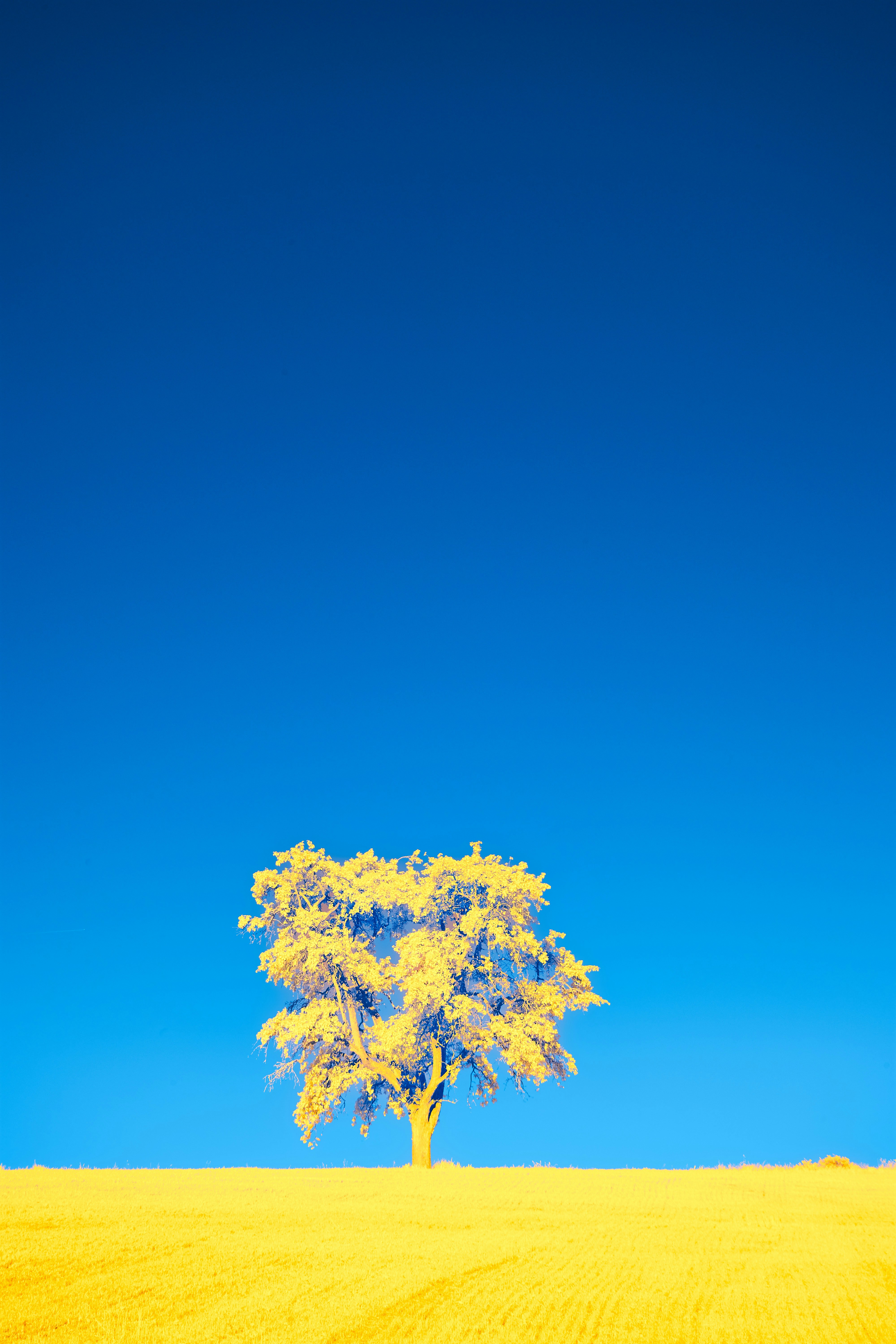 Photo by wolfgang_hasselmann