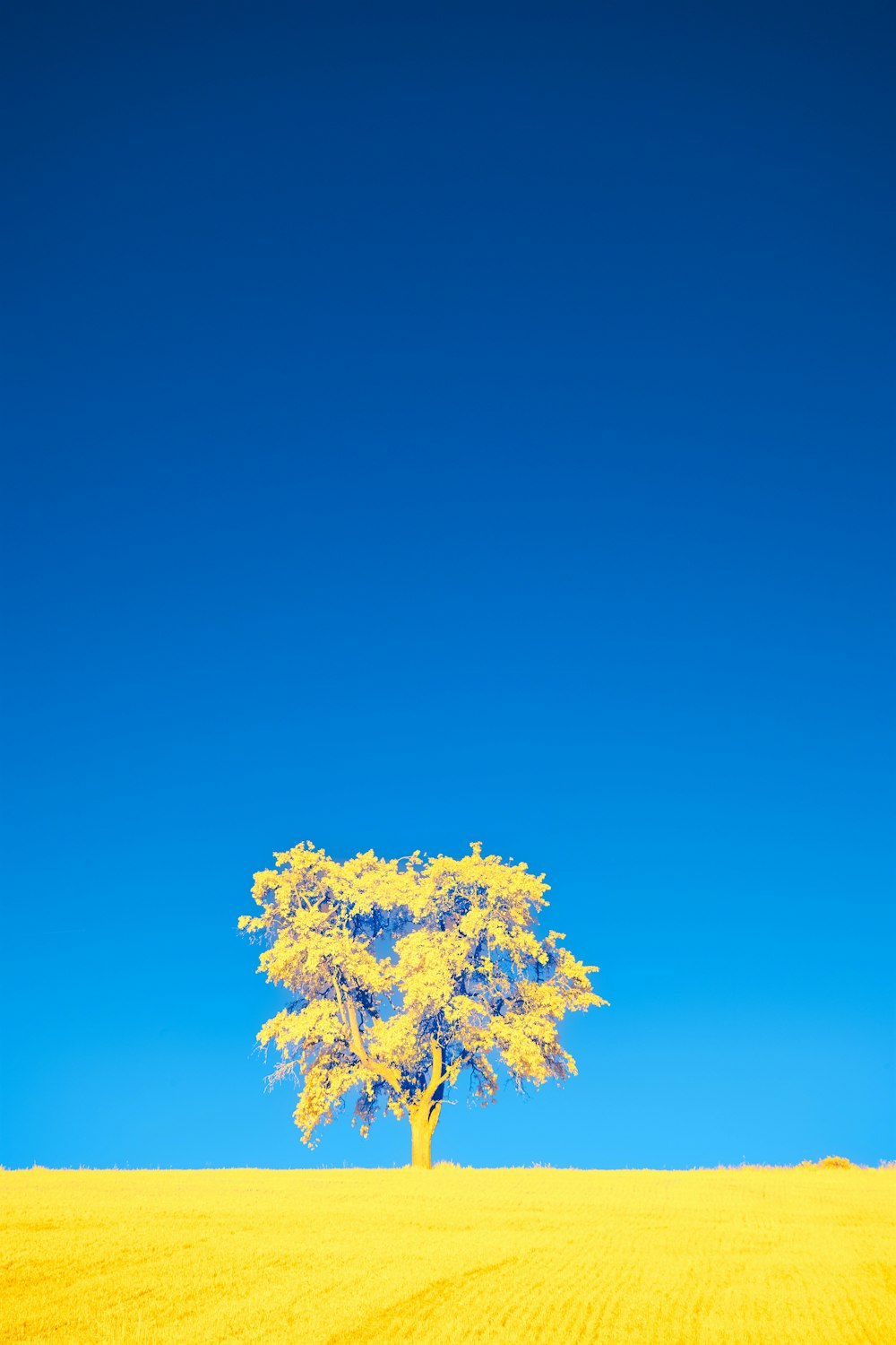 a lone tree in a yellow field under a blue sky