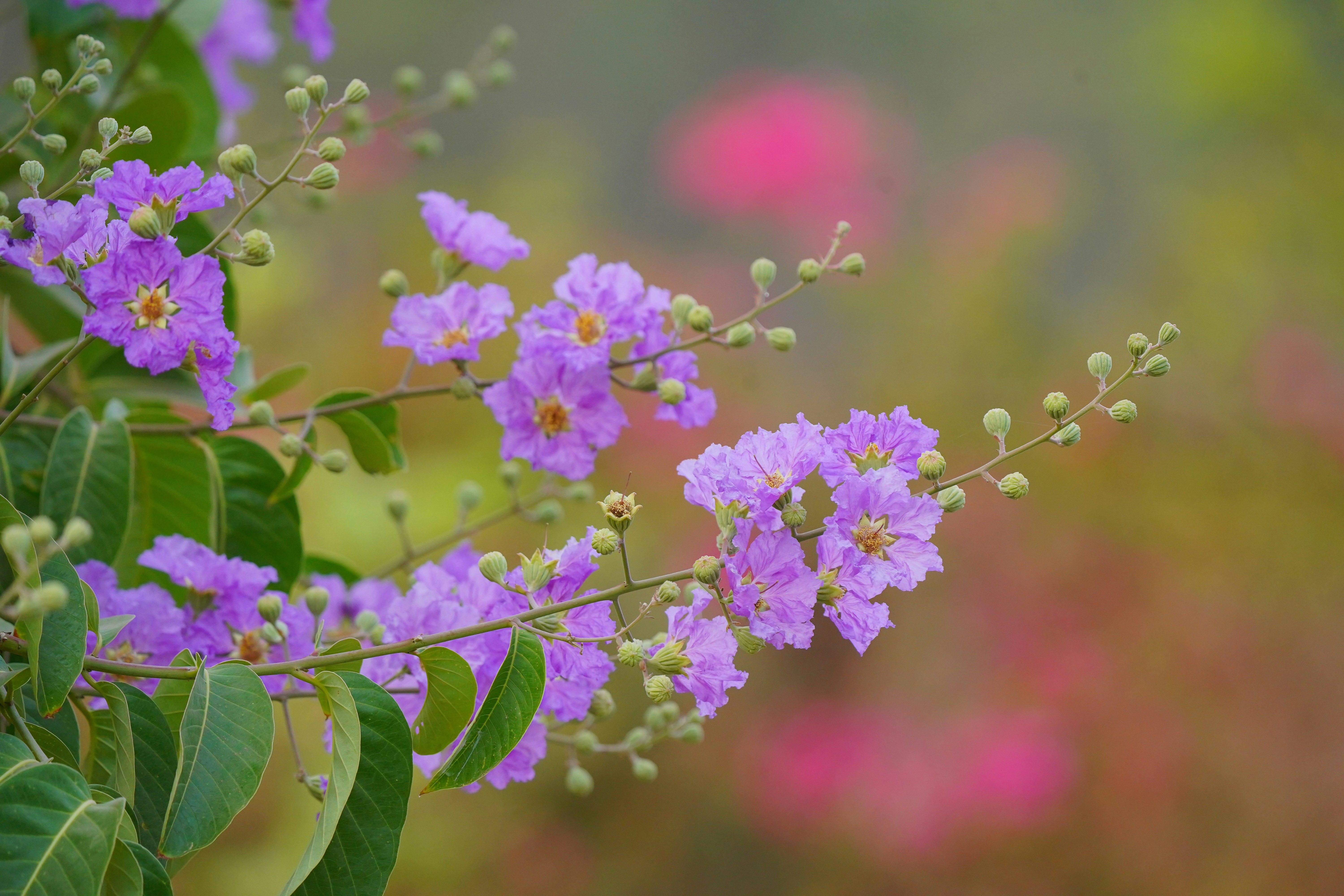 a bunch of purple flowers on a tree branch