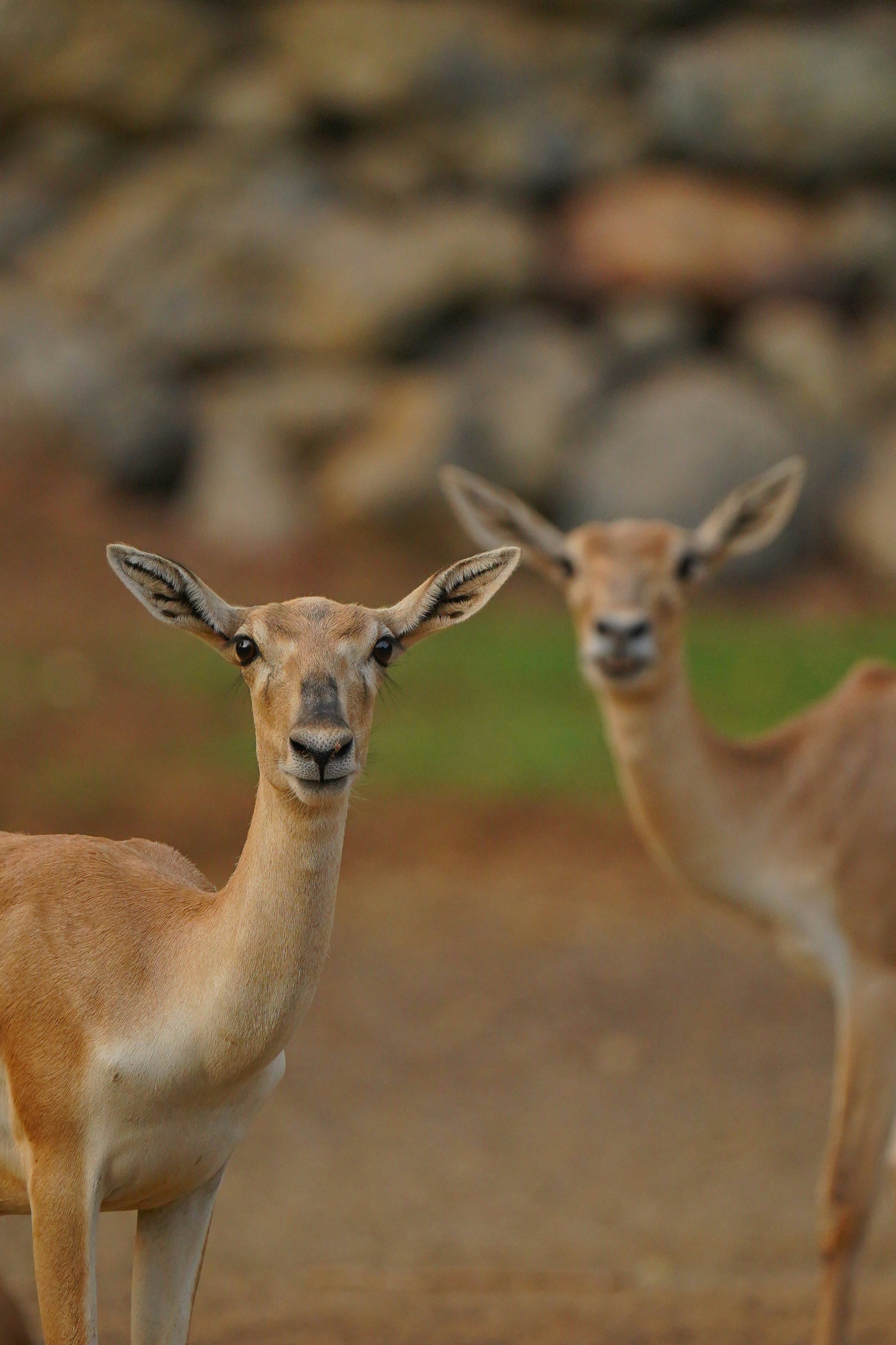 Photo by clicker_babu