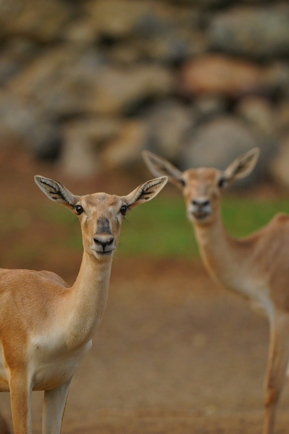 two deer standing next to each other on a dirt road