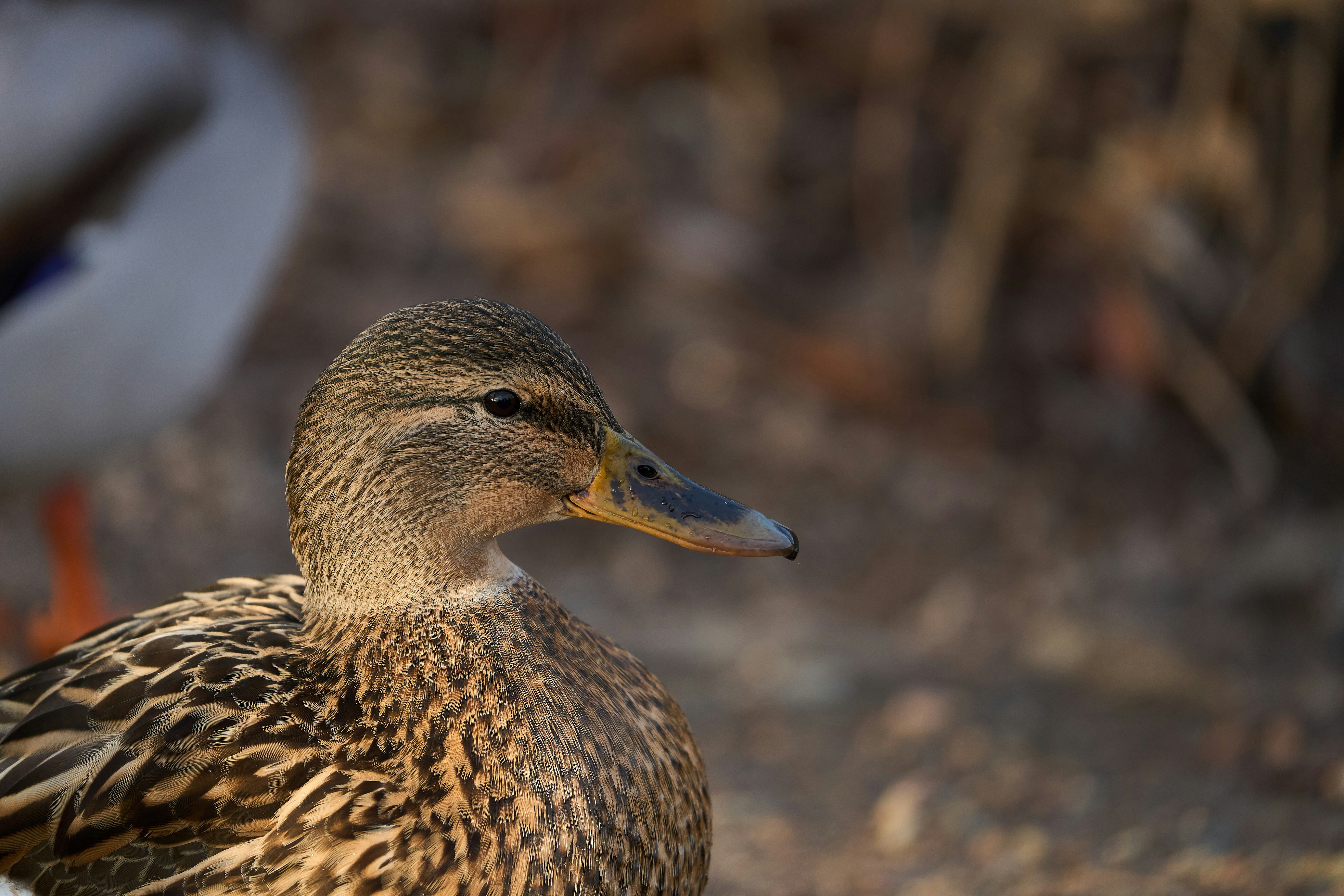 Photo by wolfgang_hasselmann