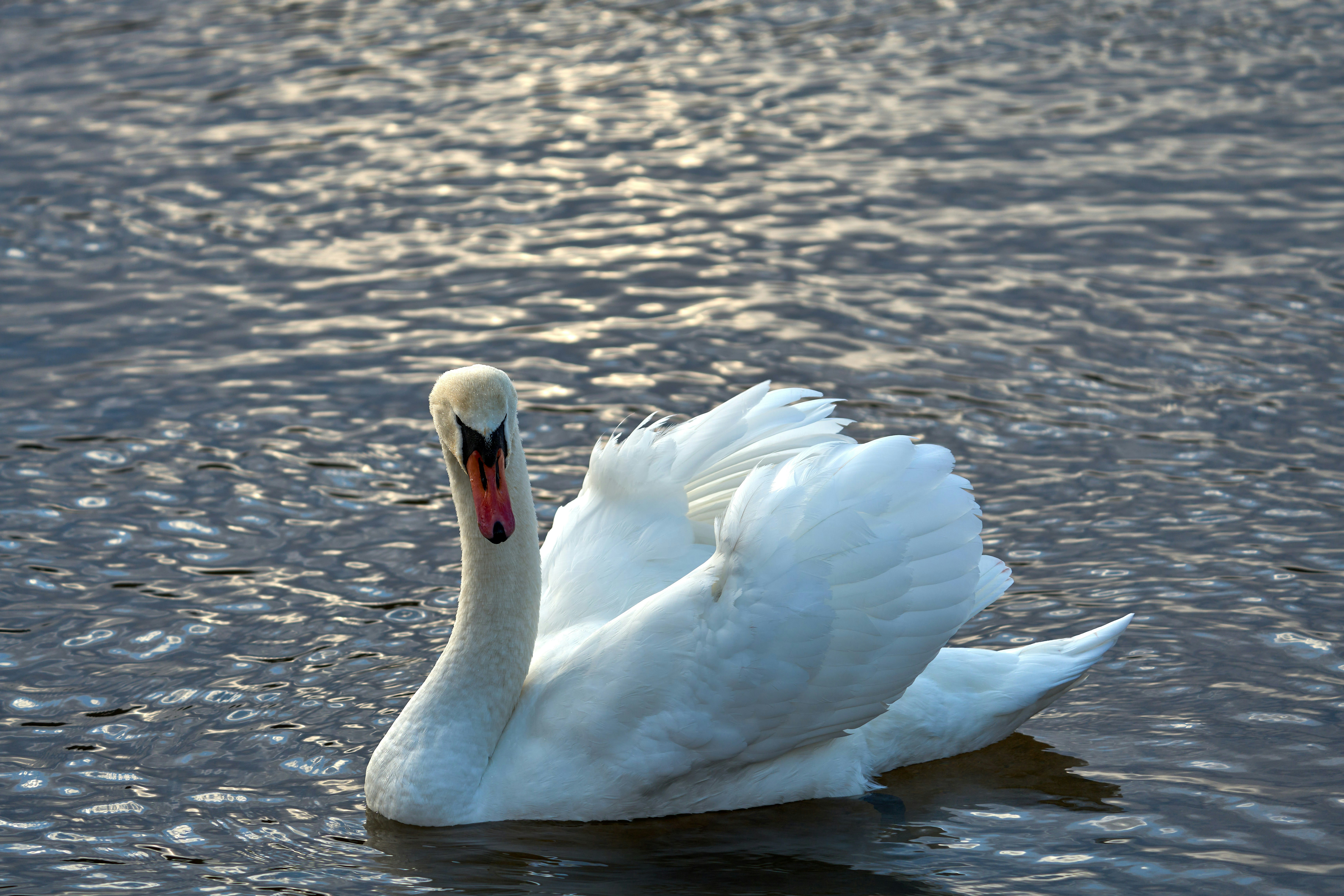 Photo by wolfgang_hasselmann