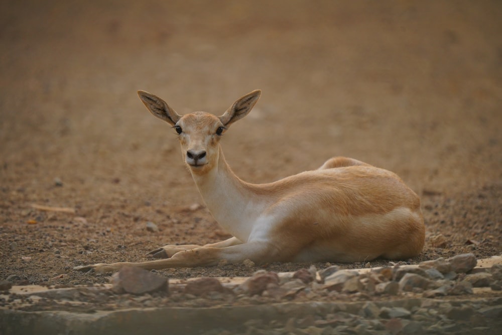 a gazelle laying down in the dirt